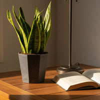 Sansevieria Trifasciata 'Futura Superba'