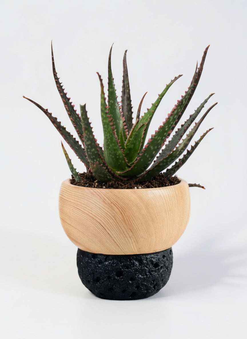 Aloe 'Christmas Carol'