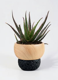 Aloe 'Christmas Carol'