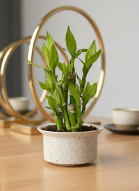 Mini Lucky Bamboo Plant - Cluster