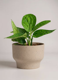 Monstera Peru Plant - Potted plant -  Tumbleweed Plants