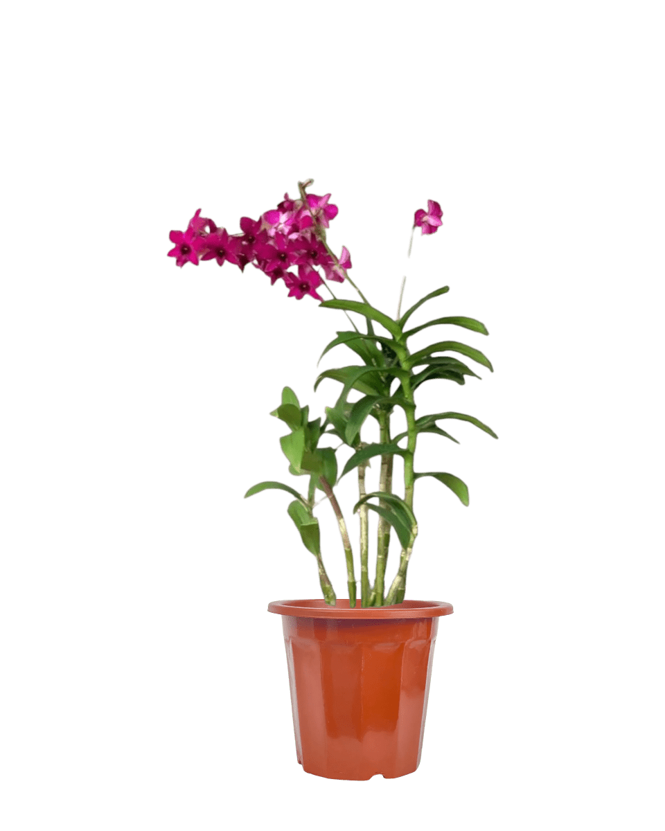 Dendrobium Orchid Arrangement - Potted plant - GIFT - DEND - 3606 - Tumbleweed Plants - Online Plant Delivery Singapore