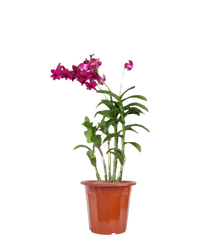 Dendrobium Orchid Arrangement - Potted plant - GIFT - DEND - 3606 - Tumbleweed Plants - Online Plant Delivery Singapore