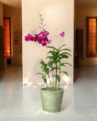 Dendrobium Orchid Arrangement - Potted plant - GIFT - DEND - 3605 - Tumbleweed Plants - Online Plant Delivery Singapore