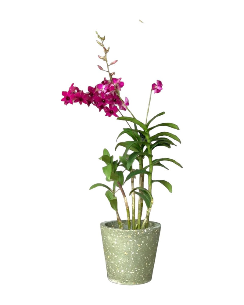 Dendrobium Orchid Arrangement - Potted plant - Tumbleweed Plants - Online Plant Delivery Singapore