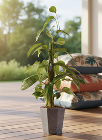 Epipremnum Pinnatum "Albo Variegata"