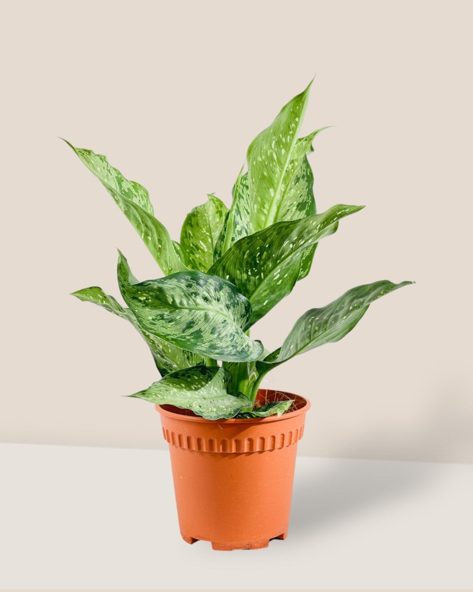 Dieffenbachia Americano - grow pot - Potted plant - Tumbleweed Plants - Online Plant Delivery Singapore