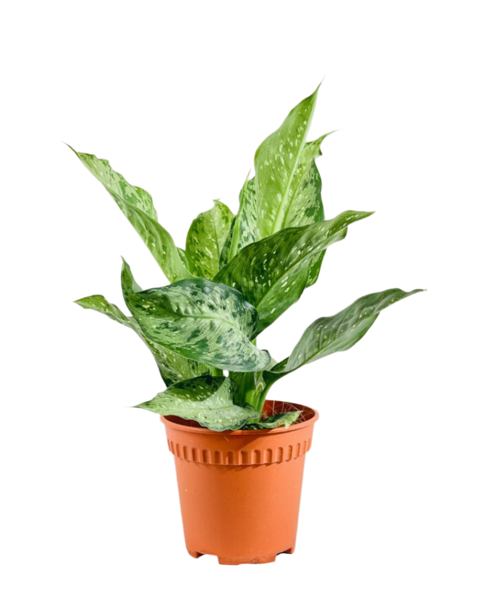 dieffenbachia pot size Dieffenbachia Americano