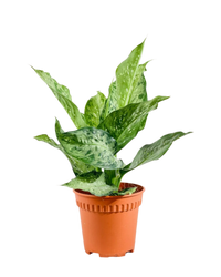 Dieffenbachia Americano