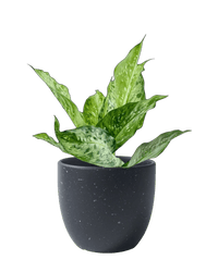 Dieffenbachia Americano - Potted plant - POTT - DIEF - GRW - 6397 - Tumbleweed Plants - Online Plant Delivery Singapore
