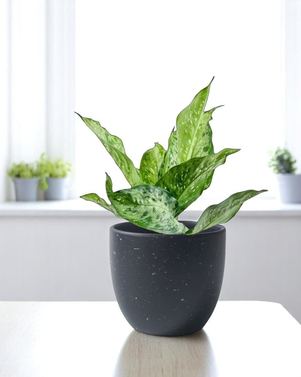 dieffenbachia plant pot size Dieffenbachia Americano