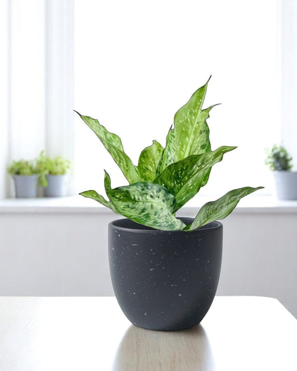 Dieffenbachia Americano - Potted plant - POTT - DIEF - GRW - 6397 - Tumbleweed Plants - Online Plant Delivery Singapore