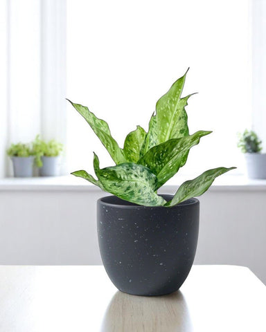 Dieffenbachia Americano