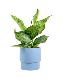 Dieffenbachia Americano - grow pot - Potted plant - Tumbleweed Plants - Online Plant Delivery Singapore