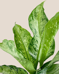 Dieffenbachia Americano - grow pot - Potted plant - Tumbleweed Plants - Online Plant Delivery Singapore