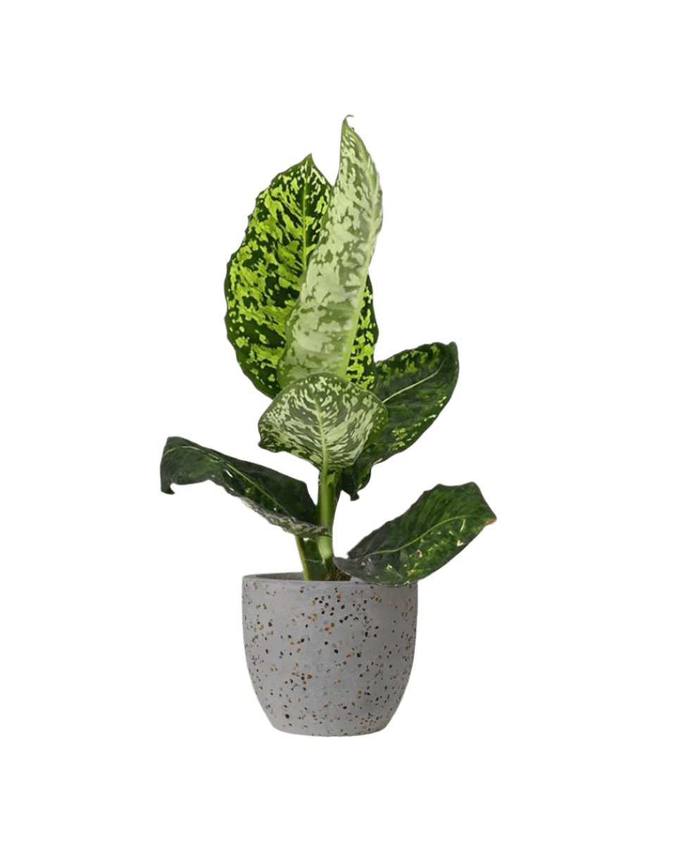 Dieffenbachia Cheetah - Potted plant - JUST - DIEF - TRR - 2527 - Tumbleweed Plants - Online Plant Delivery Singapore