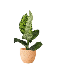 Dieffenbachia Cheetah - Potted plant - POTT - DIEF - GGP - 3969 - Tumbleweed Plants - Online Plant Delivery Singapore