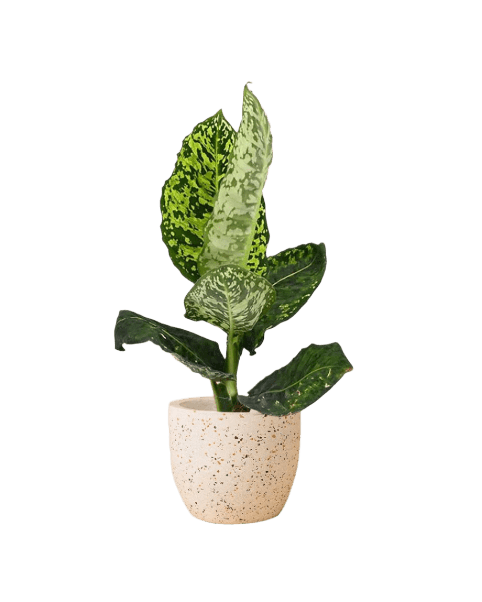 Dieffenbachia Cheetah - Potted plant - POTT - DIEF - GGP - 3968 - Tumbleweed Plants - Online Plant Delivery Singapore