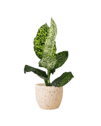 Dieffenbachia Cheetah - Potted plant - POTT - DIEF - GGP - 3968 - Tumbleweed Plants - Online Plant Delivery Singapore