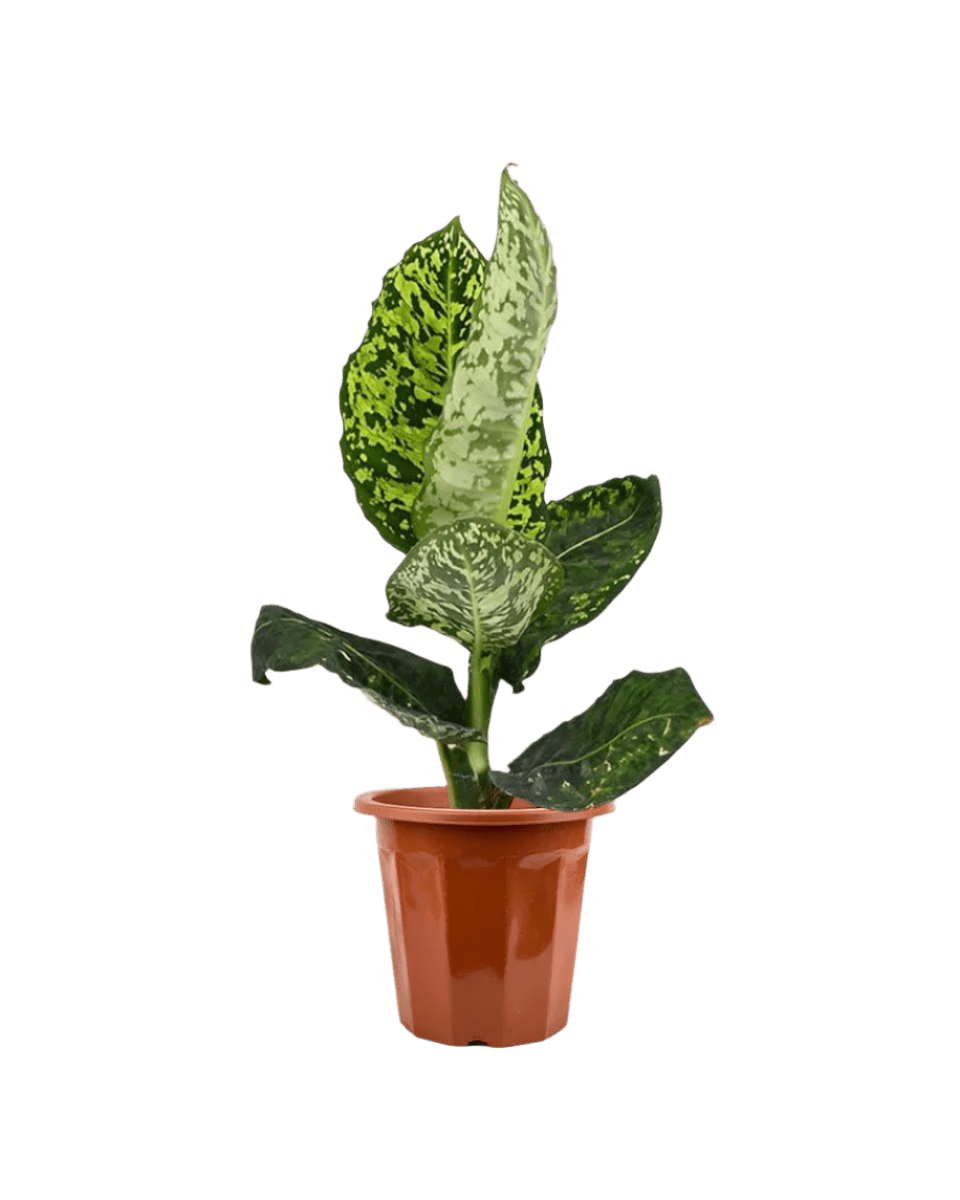 Dieffenbachia Cheetah - Potted plant - JUST - DIEF - GRW - 2528 - Tumbleweed Plants - Online Plant Delivery Singapore