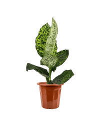 Dieffenbachia Cheetah - Potted plant - JUST - DIEF - GRW - 2528 - Tumbleweed Plants - Online Plant Delivery Singapore