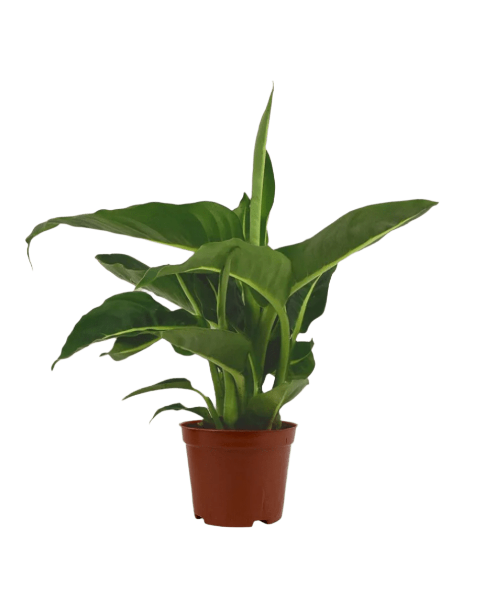 Dieffenbachia Green Magic - Potted plant - JUST - DIEF - GRW - 2610 - Tumbleweed Plants - Online Plant Delivery Singapore