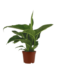 Dieffenbachia Green Magic