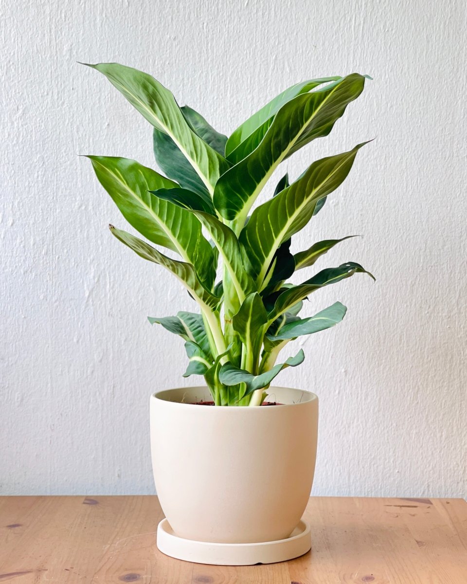 Dieffenbachia Green Magic - grow pot - Potted plant - Tumbleweed Plants - Online Plant Delivery Singapore