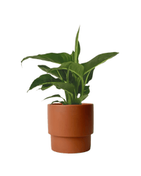 Dieffenbachia Green Magic - Potted plant - POTT - DIEF - PLN - 3983 - Tumbleweed Plants - Online Plant Delivery Singapore