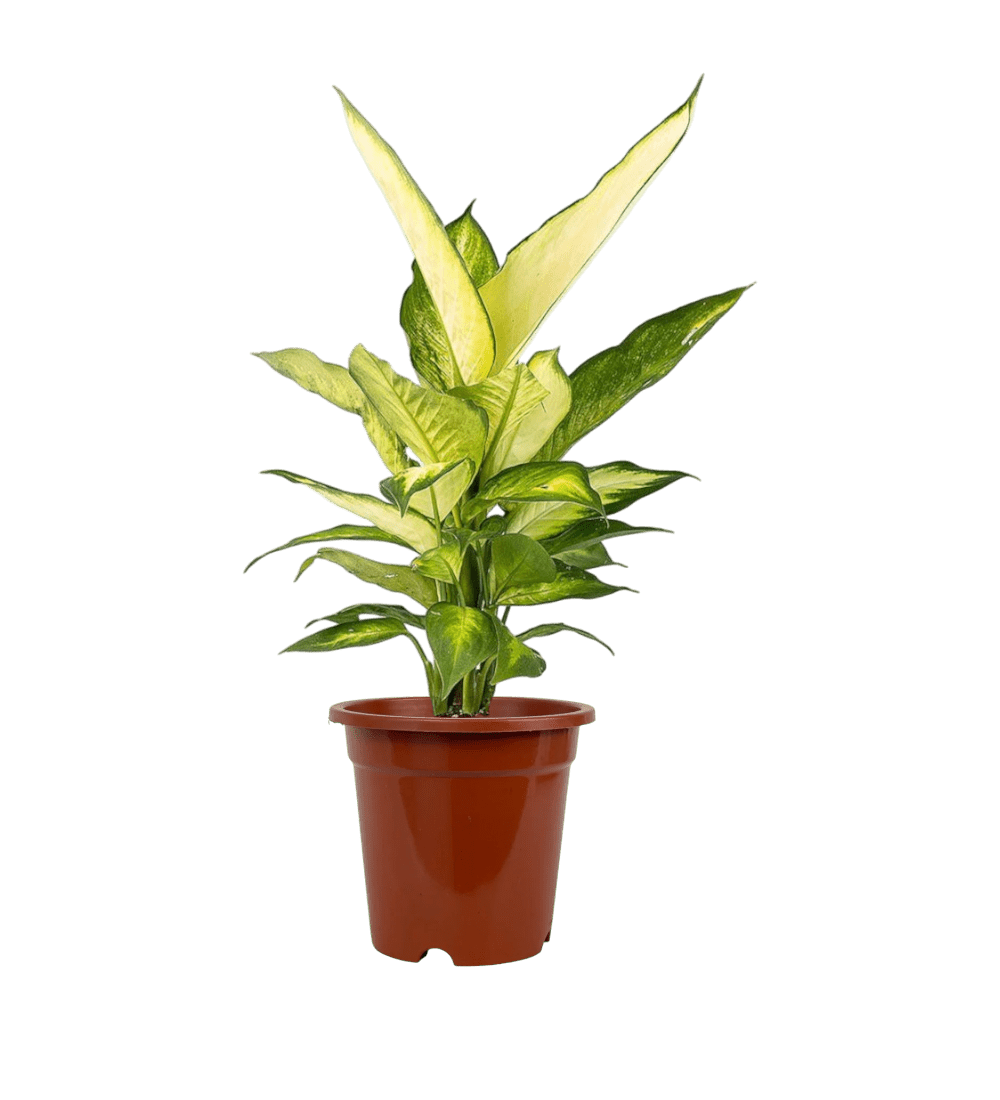 Dieffenbachia White Dumb Cane - Potted plant - POTT - DUMB - GRW - 2224 - Tumbleweed Plants - Online Plant Delivery Singapore