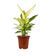 Dieffenbachia White Dumb Cane - Potted plant - POTT - DUMB - GRW - 2224 - Tumbleweed Plants - Online Plant Delivery Singapore