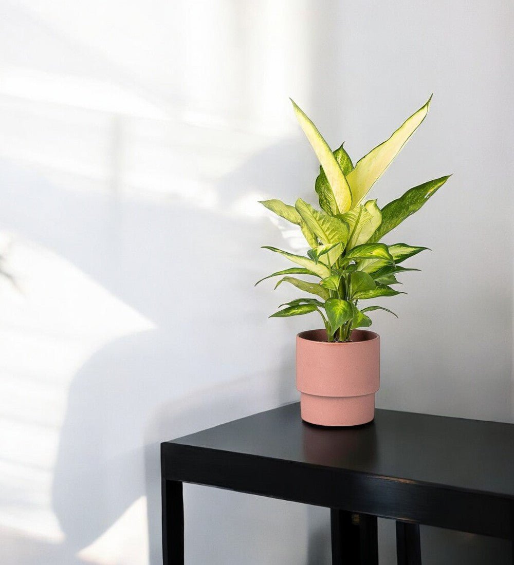 Dieffenbachia White Dumb Cane - Potted plant - POTT - DUMB - GRW - 2224 - Tumbleweed Plants - Online Plant Delivery Singapore