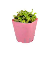 Dionaea - grow pot - Potted plant - Tumbleweed Plants - Online Plant Delivery Singapore