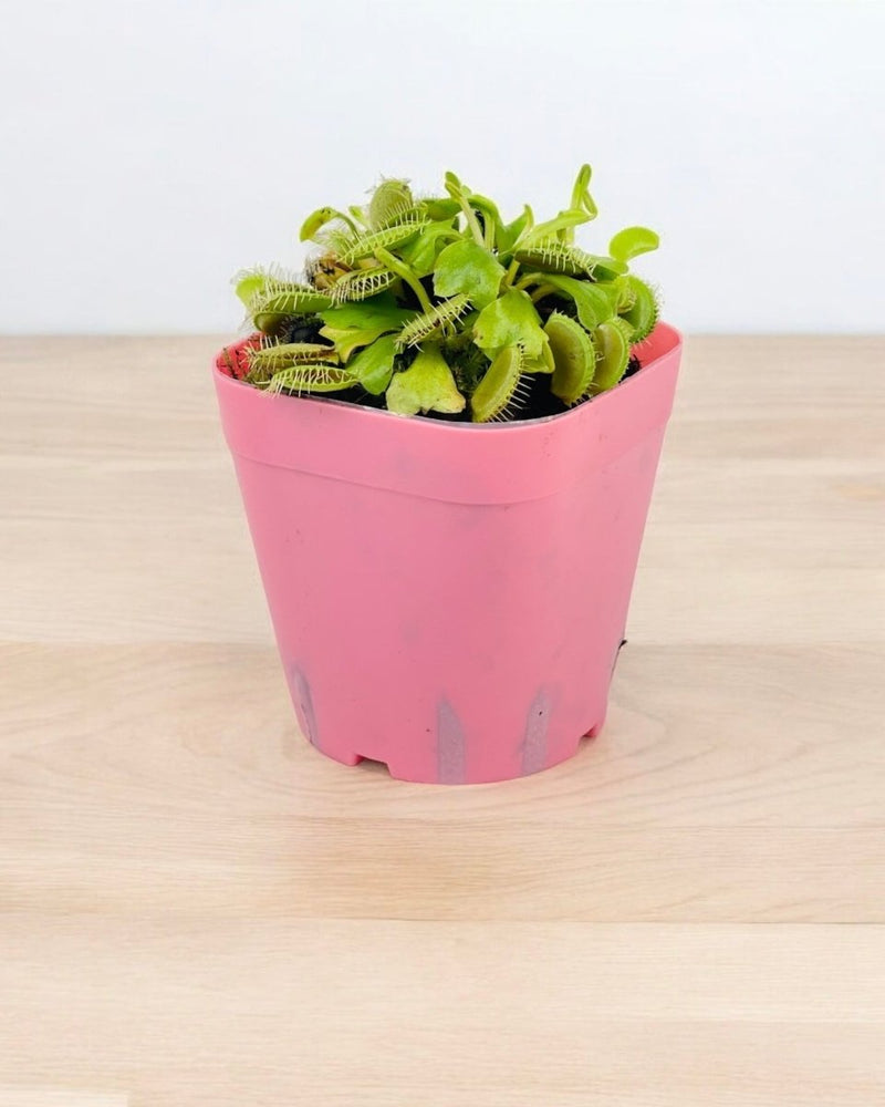 Dionaea - grow pot - Potted plant - Tumbleweed Plants - Online Plant Delivery Singapore