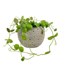 Dischidia Pectinoides - Pocket Money Plant - grow pot - Potted plant - Tumbleweed Plants - Online Plant Delivery Singapore