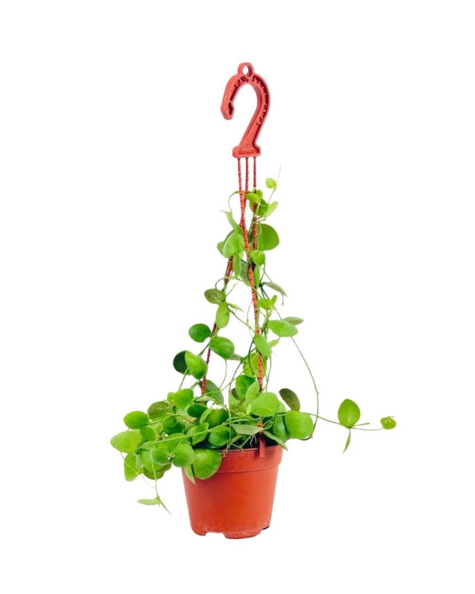 Dischidia Pectinoides - Pocket Money Plant - grow pot - Potted plant - Tumbleweed Plants - Online Plant Delivery Singapore