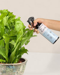 Down To Earth. Neem Oil - Spray Bottle - Pesticide - Tumbleweed Plants - Online Plant Delivery Singapore