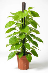 Epipremnum Money Plant (1.4m) - Potted plant - POTT - EPIP - GRW - 6619 - Tumbleweed Plants - Online Plant Delivery Singapore