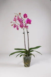 Royal Purple Phalaenopsis - Plant Arrangement - GIFT - ROYA - 3275 - Tumbleweed Plants - Online Plant Delivery Singapore