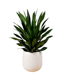 Dracaena Aubryana - Potted plant - JUST - DRAC - 3043 - Tumbleweed Plants - Online Plant Delivery Singapore