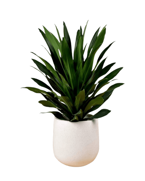 Dracaena Aubryana - Potted plant - JUST - DRAC - 3043 - Tumbleweed Plants - Online Plant Delivery Singapore