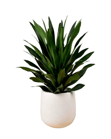 Dracaena Aubryana