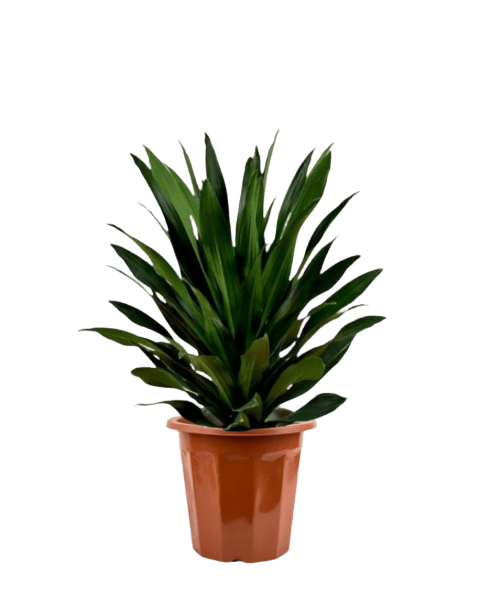 Dracaena Aubryana - Potted plant - JUST - DRAC - 3043 - Tumbleweed Plants - Online Plant Delivery Singapore