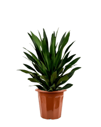 Dracaena Aubryana - Potted plant - JUST - DRAC - 3043 - Tumbleweed Plants - Online Plant Delivery Singapore