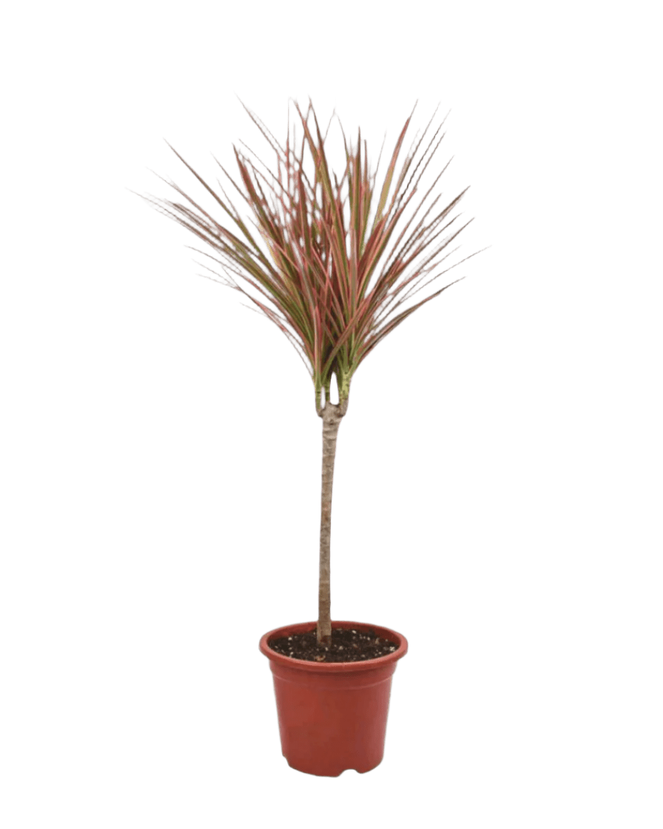 Dracaena Bicolour - Potted plant - JUST - DRAC - GRW - 2565 - Tumbleweed Plants - Online Plant Delivery Singapore