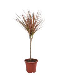 Dracaena Bicolour - Potted plant - JUST - DRAC - GRW - 2565 - Tumbleweed Plants - Online Plant Delivery Singapore