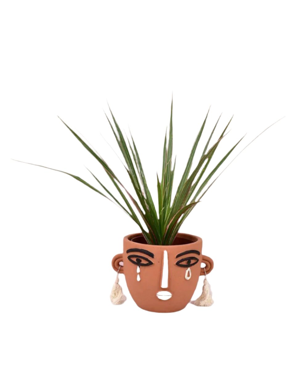 Dracaena Bicolour - Small - brown polly planter - Potted plant - Tumbleweed Plants - Online Plant Delivery Singapore