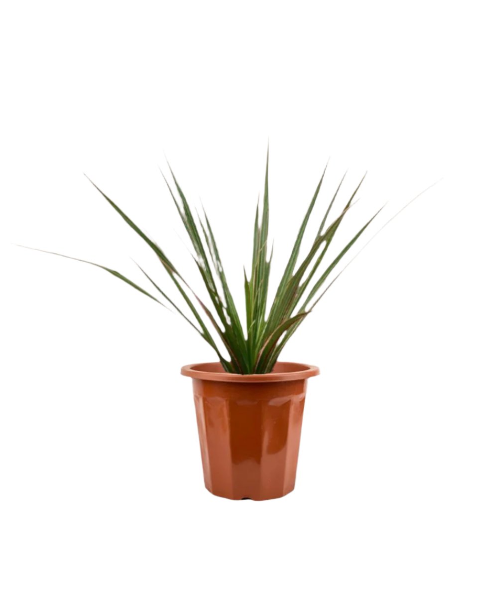 Dracaena Bicolour - Small - grow pot - Potted plant - Tumbleweed Plants - Online Plant Delivery Singapore