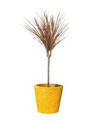 Dracaena Bicolour - Potted plant - POTT - DRAC - TRR - 3975 - Tumbleweed Plants - Online Plant Delivery Singapore