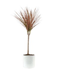 Dracaena Bicolour - Potted plant - JUST - DRAC - TRR - 2564 - Tumbleweed Plants - Online Plant Delivery Singapore